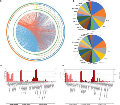 Comparative genomic analysis of 5Mg chromosome of Aegilops geniculata and 5Uu chromosome of Aegilops umbellulata reveal genic diversity in the tertiary gene pool